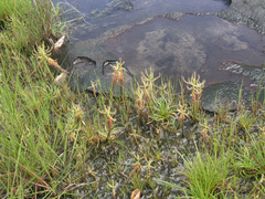 Drosera indica