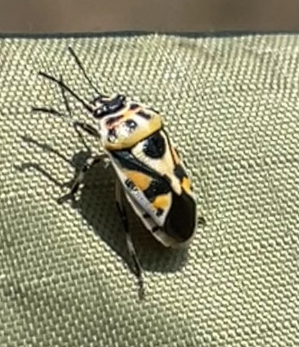 red cabbage bug