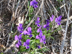 Viola etrusca