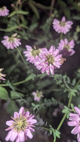 purple crownvetch