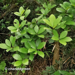 Litsea rotundifolia