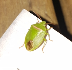 Ocirrhoe unimaculata