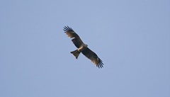 Black Kite