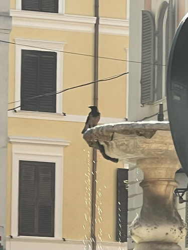 Hooded Crow