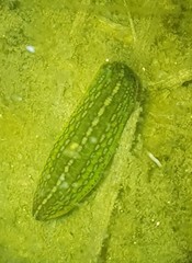 Whitmania pigra