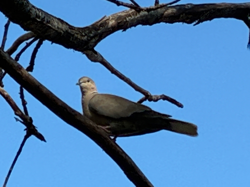 Eurasian Collared-Dove