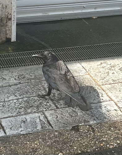 Japanese Crow
