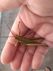 Coryacris angustipennis