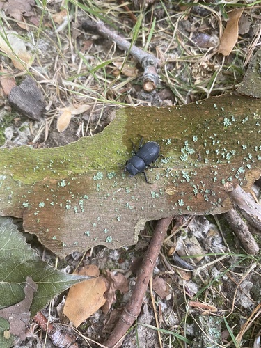 Lesser Stag Beetle