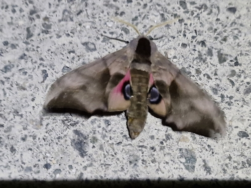 Eyed Hawkmoth