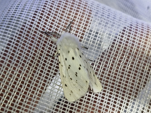 White Ermine
