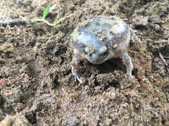 Uperodon systoma