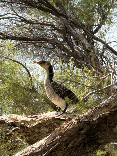 Little Pied Cormorant