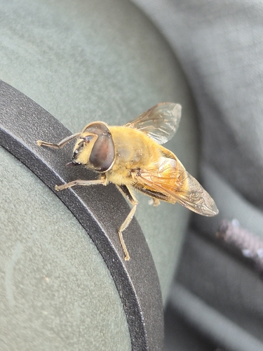 Common Drone Fly