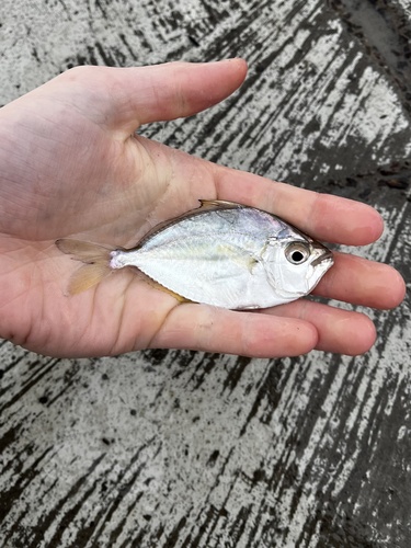 Rhomboid ponyfish (Gazza rhombea) — Leiognathidae — 5