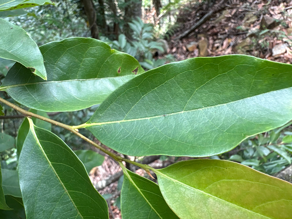 Diospyros morrisiana; photograph (c) 黃美滿, some rights reserved (CC BY)