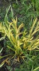Puccinia sii-falcariae