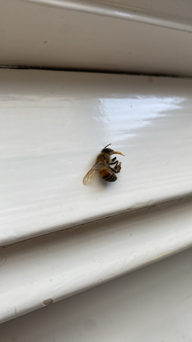 Western Honey Bee