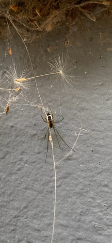 Filmy Dome Spider