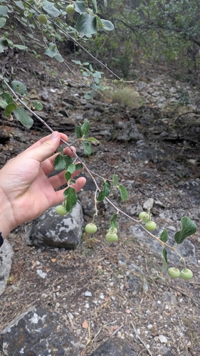Styrax officinalis, photograph 5