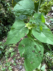 Clerodendrum canescens, photograph (c) 黃美滿, some rights reserved (CC BY)