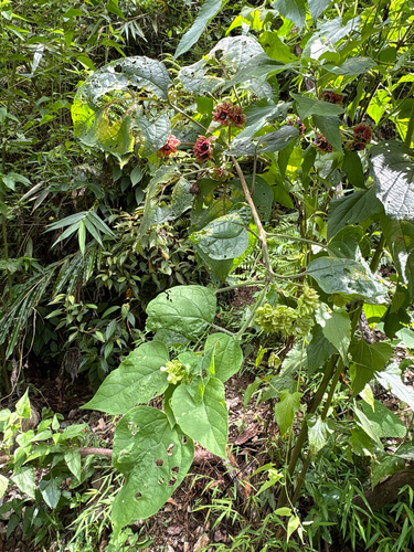 Clerodendrum canescens, photograph 3