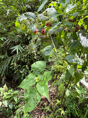 Clerodendrum canescens, photograph (c) 黃美滿, some rights reserved (CC BY)