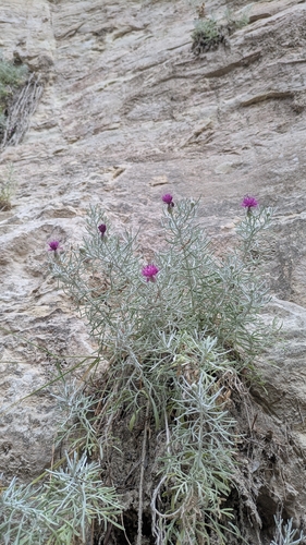 Centaurea akamantis, photograph 1