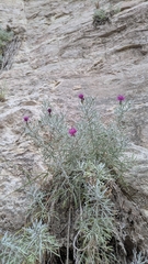 Centaurea akamantis