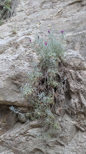 Centaurea akamantis, photograph 2