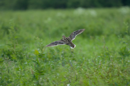iNaturalist: (c) Natalia Melnikova, some rights reserved (CC BY-NC), uploaded by Natalia Melnikova iNaturalist image