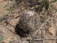 Echinomastus intertextus dasyacanthus