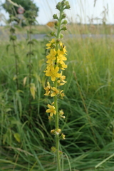 common agrimony