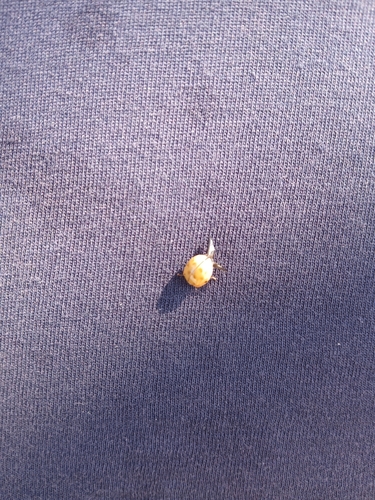 Asian Lady Beetle