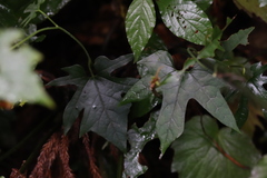 Aristolochia cucurbitifolia