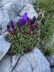 Edraianthus serpyllifolius