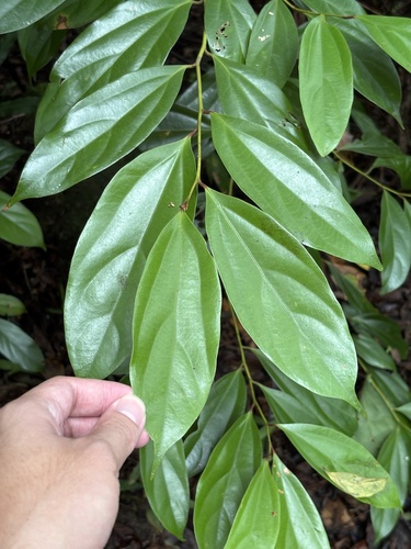 Cryptocarya chinensis observed 2026-06-28
