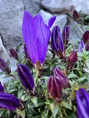 Edraianthus serpyllifolius, photograph author not stated, no rights reserved