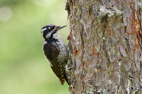 Eurasian Three-toed Woodpecker