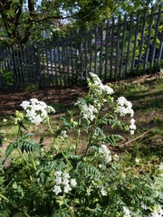 Anthriscus sylvestris