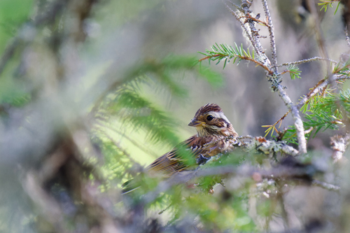 Rustic Bunting