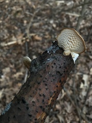 Neofavolus alveolaris