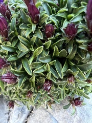 Edraianthus serpyllifolius, photograph author not stated, no rights reserved