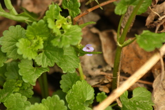 Glechoma hederacea