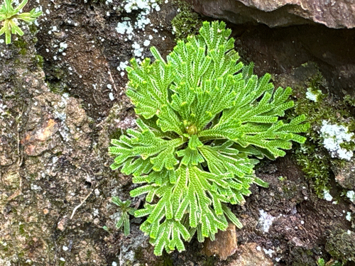 Selaginella tamariscina, photograph 5