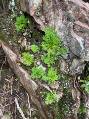 Selaginella tamariscina, photograph (c) 黃美滿, some rights reserved (CC BY)