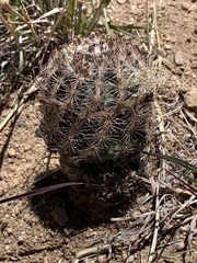 Echinomastus intertextus dasyacanthus