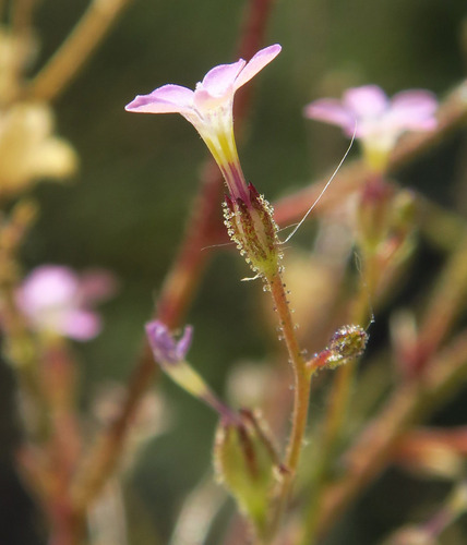 Gilia inconspicua, 2026-06-09