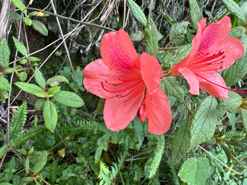 Rhododendron oldhamii, photograph 6