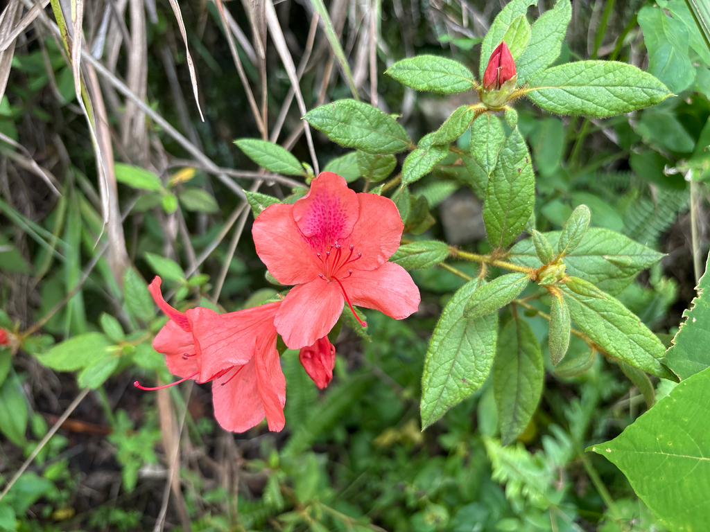 Rhododendron oldhamii; photograph (c) 黃美滿, some rights reserved (CC BY)